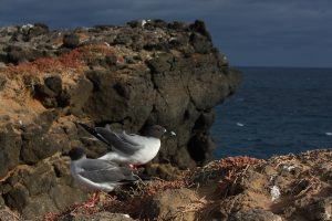 Galapagos birds