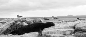 seal Galapagos