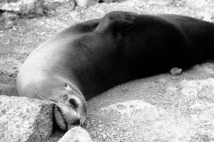 seal Galapagos