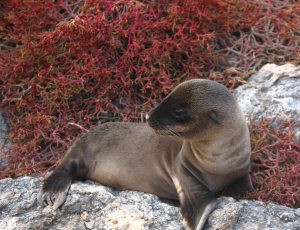 baby seal Galapagos