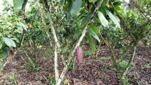 cocoa tree