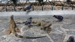 iguana guayaquil ecuador