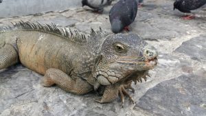 iguana guayaquil ecuador