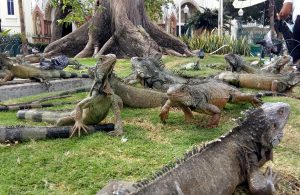 Iguanas guayaquil ecuador