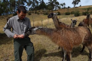 feeding llamas black sheep inn ecuador