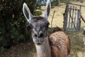 llama black sheep inn ecuador