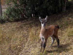 baby llama ecuador