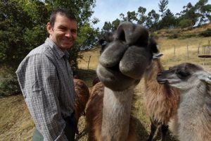 llamas black sheep inn quilatoa ecuador