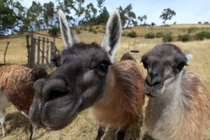 llamas quilatoa ecuador