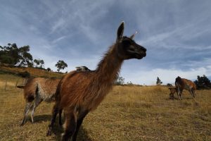 llama ecuador