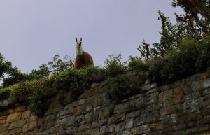 Kuelap llama