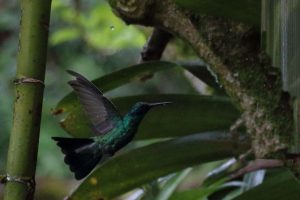 hummingbird peru