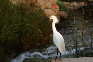 peru birds