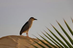 peru birds