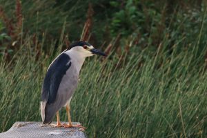 birds of peru