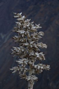 andean plants