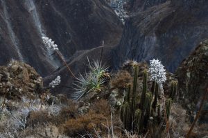 colca canyon