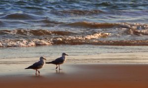 seabirds peru