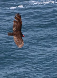 peru seabirds