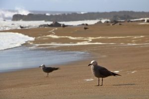 coastal birds chile