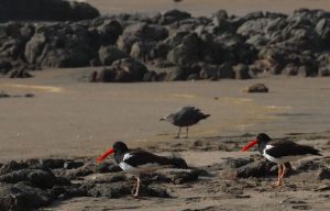 seabirds oystercatchers