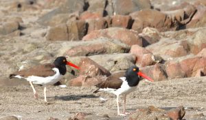 american oyster catcher chile coast