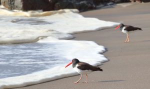 seabirds oystercatcher chile