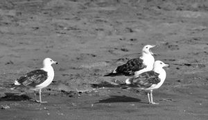 seagulls chile