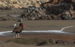 coastal birds chile