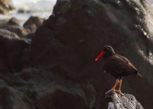 chile coastal birds