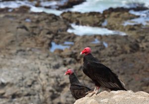 chile birdlife