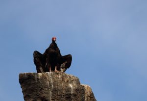 drying the wings