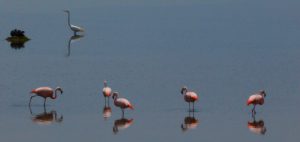 flamingo south peru