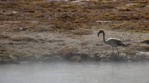 Salar de Surire hot springs chile