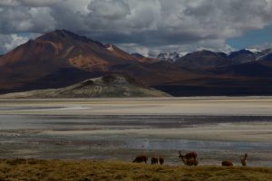 Altiplano Bolivia