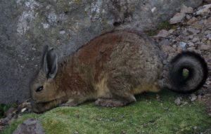 andean wildlife