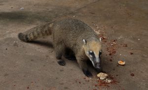 Coati