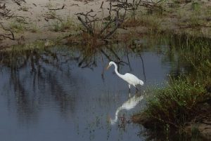 Brazil birdlife