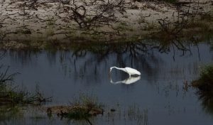 Brazil wildlife