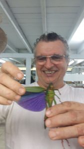 Insect museum Cacao French Guiana