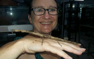 Stick insect French Guiana