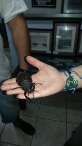 Beetle French Guiana