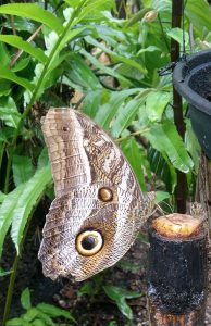 Butterfly Cacao French Guiana