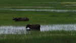 Amazon buffalos