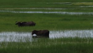 Amazon buffalos