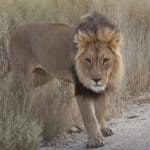 Kgalagadi, South Africa