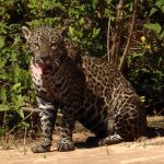 Jaguar Pantanal Brazil