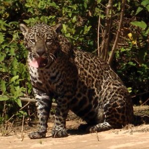 Jaguar Pantanal