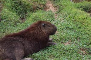 Capybara