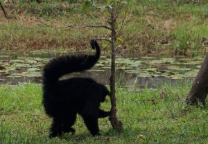 Spider monkey French Guiana